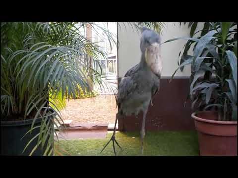 Shoebill stork clattering sounds like machine guun~!! (Japan Matsue Vogel Park)
