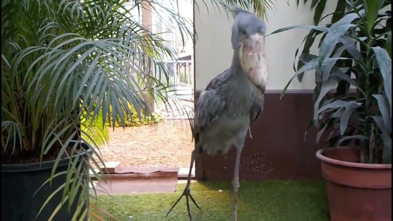 Human for scale : ShoebillStorks  Shoebill bird, Shoebill, Beautiful birds