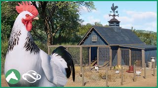 Building a Small CHICKEN COOP in the Elm Hill City Zoo! | Planet Zoo