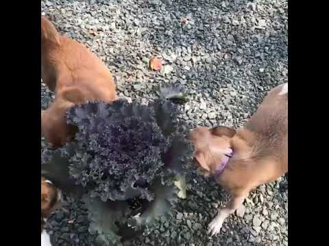 Kale Season!