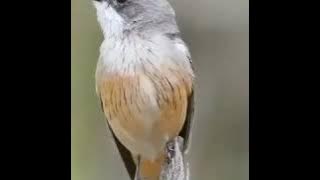 Suara burung SRIKATAN BESI | burung migrasi hutan tropis