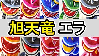 第５弾　比較動画　【エラ】旭天竜鯉のぼり　エラの違い　鯉のぼり　こいのぼり
