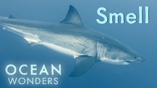 Ocean Wonders: A Symphony of Smells