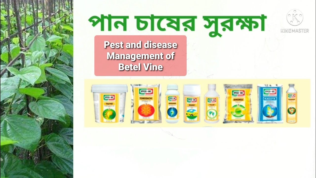পান চাষের সুরক্ষা Disease & insect pest control of BetelVine. IFFCOMC products & crop protection