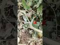 small garden 🌷🌼 #nature #plantlove #gardeninglife #love #ytshorts #viral #motivation