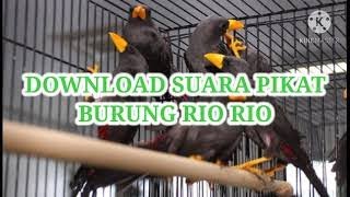 Download Suara Pikat Burung Rio Rio