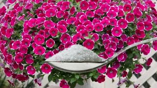 One spoon of this fertilizer and petunia will bloom magnificently all summer long!