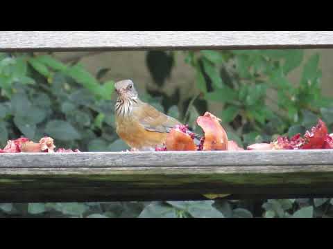 Rufous -backed Robin feeding on pomegranates