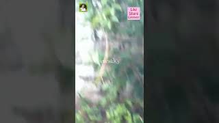 Natural Heavy Rain Sounds/Raining Video Rain Sound☔?️?Rain in Colombo Sri lankaShortsrelaxing rain