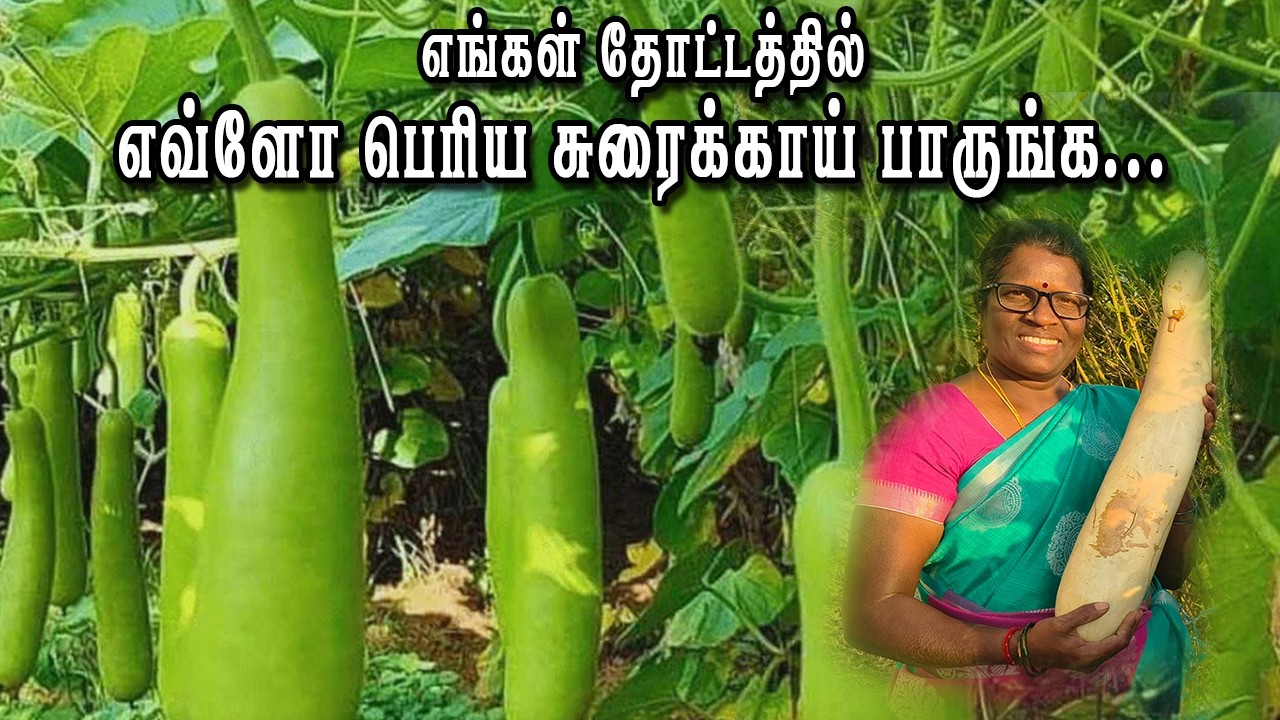 Miracle Bottle Guard l அதிசய சுரைக்காய்