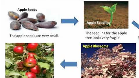 Redundancy Principle