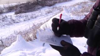 Bird Count