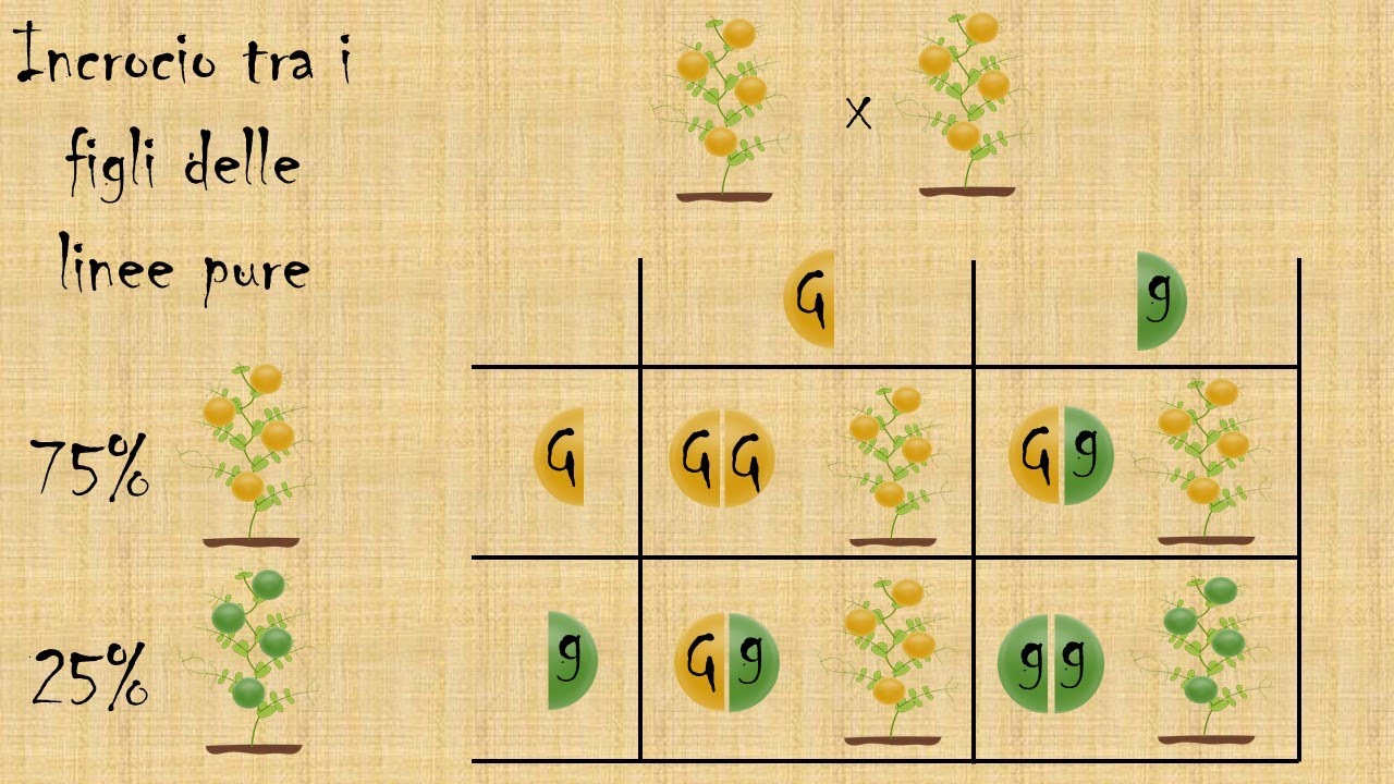 Mini lezione: la genetica delle leggi di Mendel - YouTube