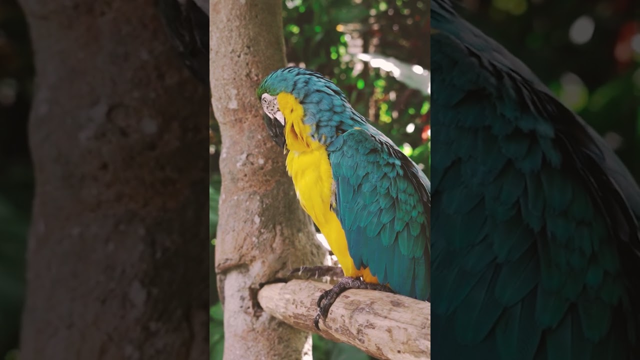 In the Colors of the Tropics – The Amazing World of Parrots