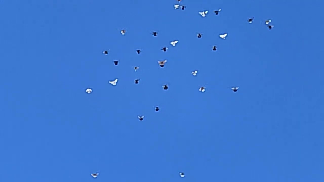 26.01.2026. Голуби порадовали!