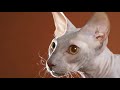 Peterbald - cat breed の動画、YouTube動画。