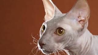 Peterbald  cat breed