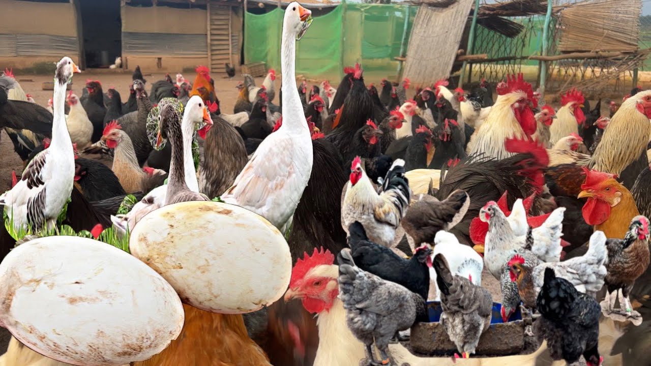 الرجوع إلى المزرعة إنطلاقة جديدة إن شاءالله اجواء البادية