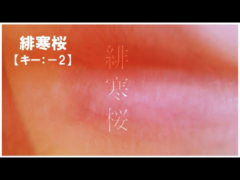 【ニコカラ】緋寒桜 / れん＜off vocal＞[キー －2]