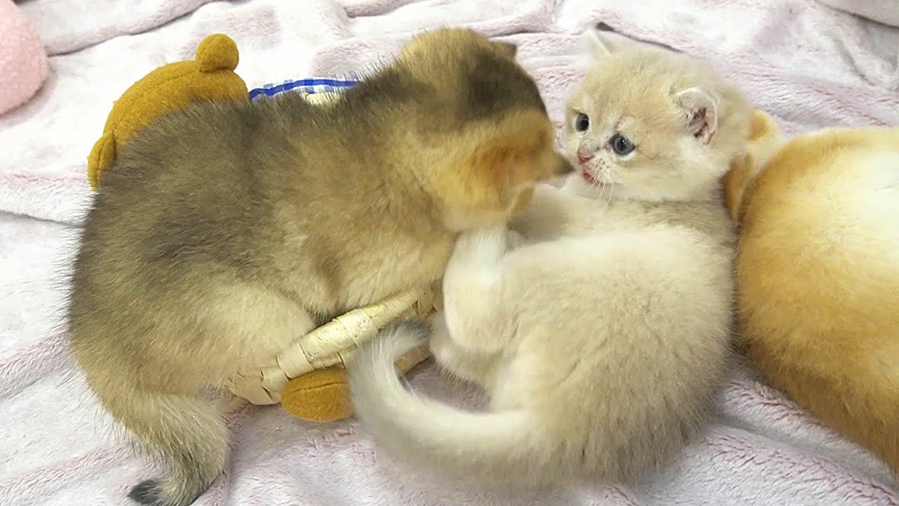 Kittens Cacao and Choco had a little battle for their favorite basket. So interesting!