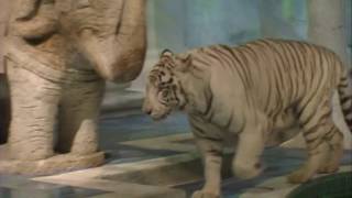 White Tiger Habitat at the Mirage in Las Vegas