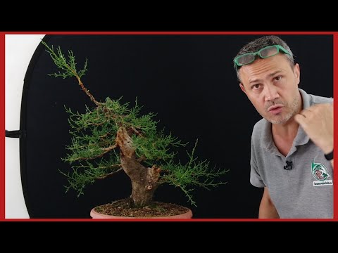 Video: Informazioni sul falso cipresso Hinoki - Come coltivare un cipresso Hinoki