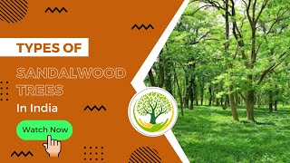 Types Of Sandalwood Trees In India