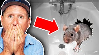 Rats Chewed Through the Shower.
