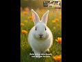 Brave Little Bunny 🐰✨  Heartwarming Moral Story for Kids। Learning Through Stories।