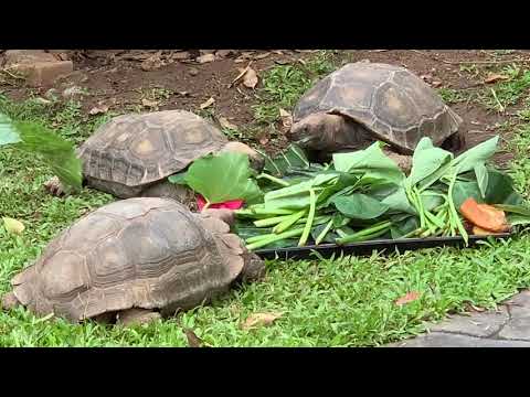 Zoo Encyclopedia - Asian Giant Tortoise (Manouria emys)