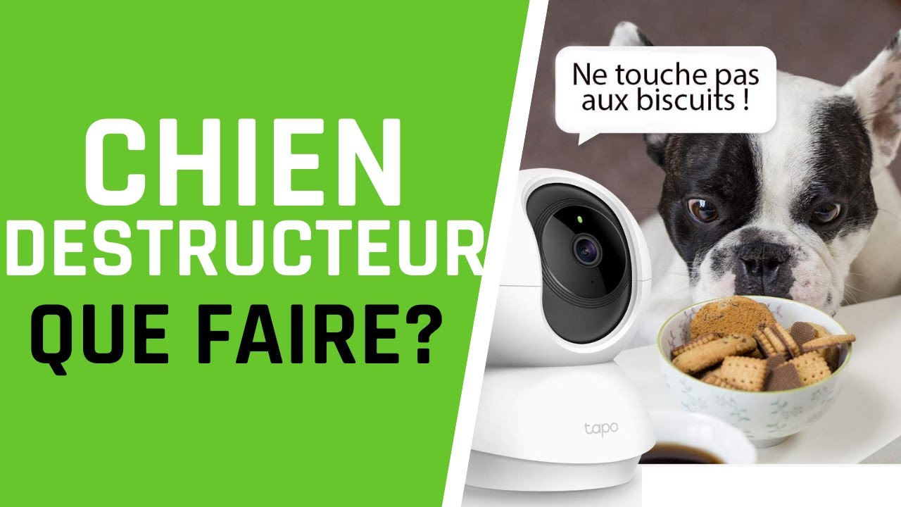 Chien Destructeur:  Surveiller Son Chien Avec Une Caméra