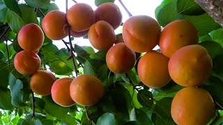  Copăcei ! / Саженцы ! Cais ( abricos ) soiul   Bebeco -  ( soi grecesc ) ... video thumbnail 1