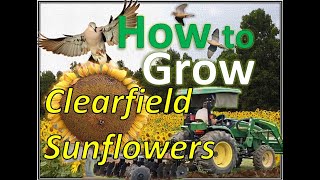 Planting SUNFLOWERS for DOVES without a Planter | Best 'How I' Video on the Internet