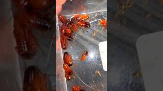I Gave Roaches To My Honeypot Ants