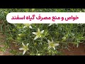 خواص اسفند و اندازه و منع مصرف خواص اسفند و اندازه و منع مصرف