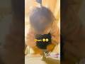 Chori ladiyo ll 2025/2/4 push up #nepaliinjapan #familyvisit #nepaljapan