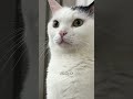 朝から忙しそうな猫がこちら