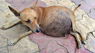 Dog Gives Birth, Then Doctors Realize They’re Not Puppies