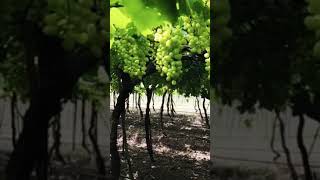 SCT VEDIC GRAPE PLOT