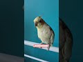 Coco the portable Dog💖💖 ... #ytshorts #shorts #birds