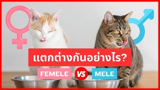 ความแตกต่างที่สำคัญระหว่างแมวตัวผู้และตัวเมีย