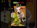 野菜VSドッグ TOP6 #short