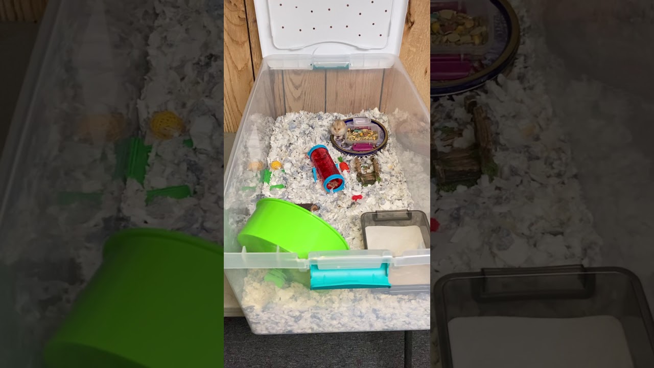 Sand Baths for My Hamsters! YouTube