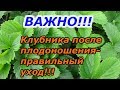 УХОД ЗА КЛУБНИКОЙ ПОСЛЕ ПЛОДОНОШЕНИЯ ОТ "А" до "Я"!