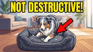 If Your Dog Scratches Their Bed, They’re Trying to Tell You This! If Your Dog Scratches Their Bed, They’re Trying to Tell You This!