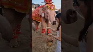 Feeding The Thai White Elephant