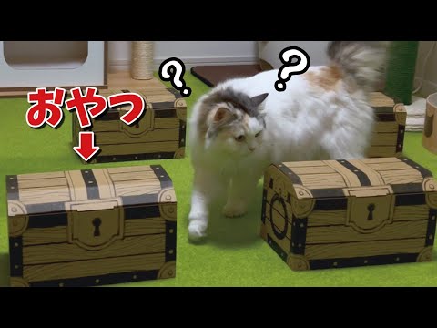 宝箱チャレンジをする猫【関西弁でしゃべる猫】