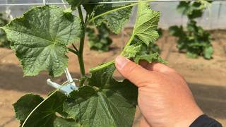 【きゅうり栽培】芽かきのやり方・親ヅルが折れた時の対処法　26/5/29