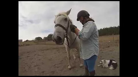 Carol McArdle & Lusitano "Pegaso" 9-12-17 Lesson