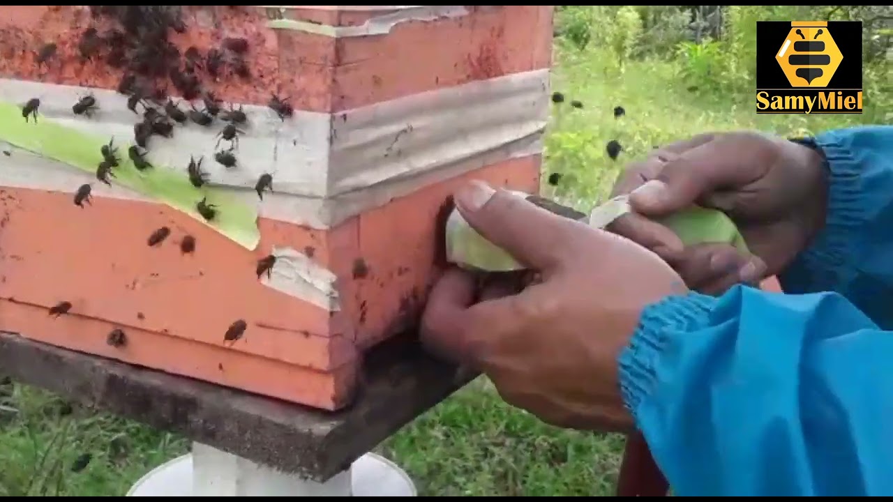 División de Melipona Eburnea Andina